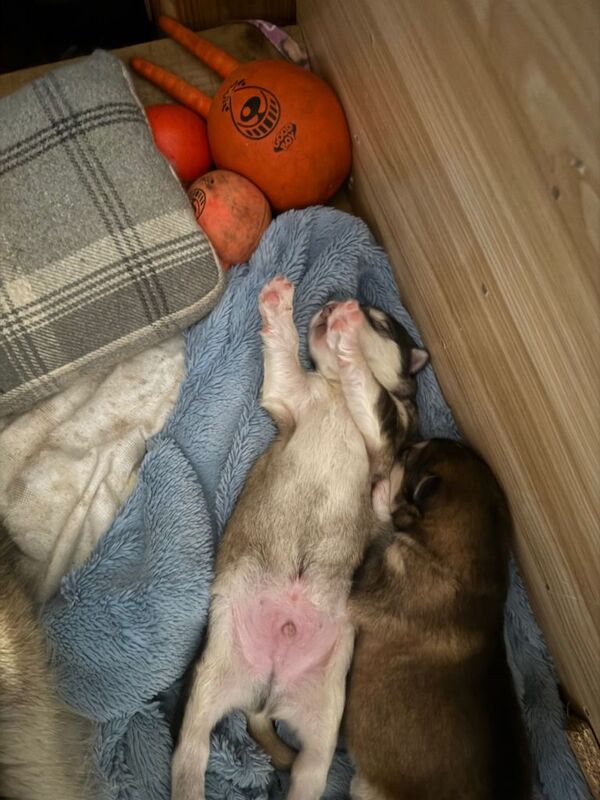 Alaskan Malamute puppies for sale in Swaffham, Norfolk – KC registered, 4 weeks old - Image 5 of 6