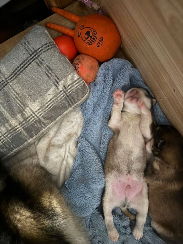 Alaskan Malamute puppies for sale in Swaffham, Norfolk – KC registered, 4 weeks old - Image 6 of 6