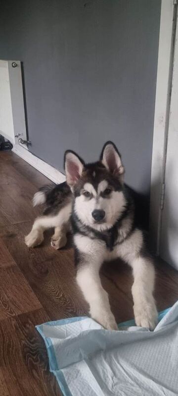 Alaskan malamute puppy pure breed
