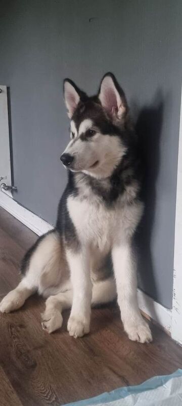 Alaskan malamute puppy pure breed - Image 2 of 3