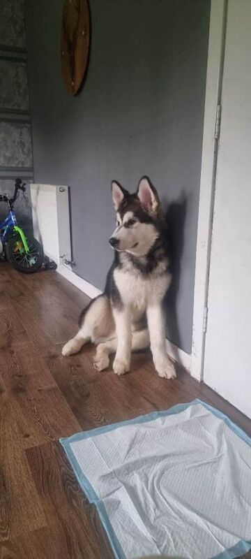 Alaskan malamute puppy pure breed - Image 3 of 3