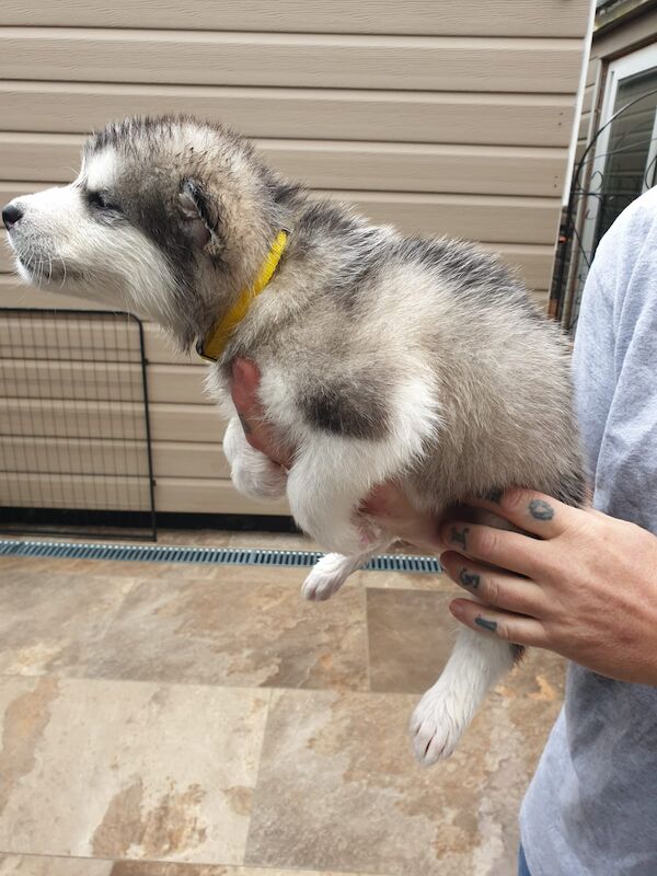 Kennel Club Registered Alaskan Malamute Puppies For Sale