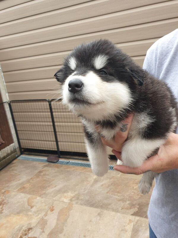 Alaskan malamute pups for sale - Image 3 of 15