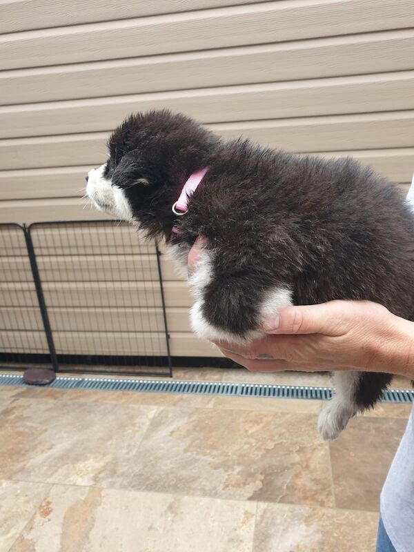 Alaskan malamute pups for sale - Image 4 of 15