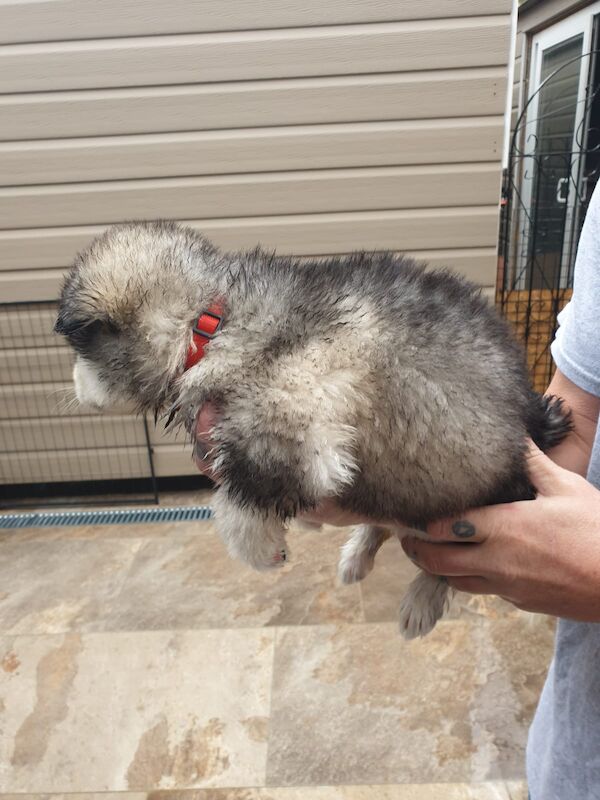 Alaskan malamute pups for sale - Image 5 of 15