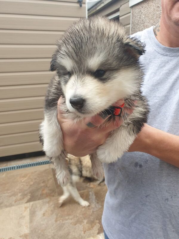 Alaskan malamute pups for sale - Image 6 of 15