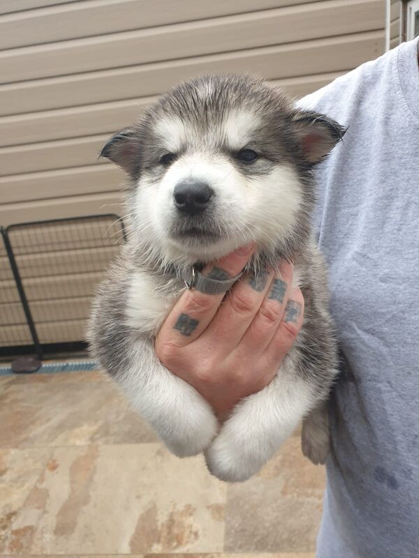 Alaskan malamute pups for sale - Image 9 of 15