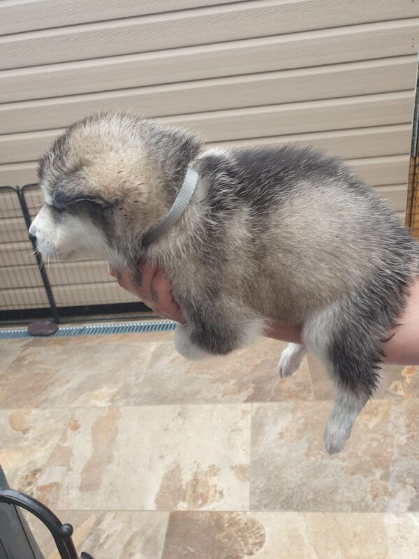 Alaskan malamute pups for sale - Image 10 of 15