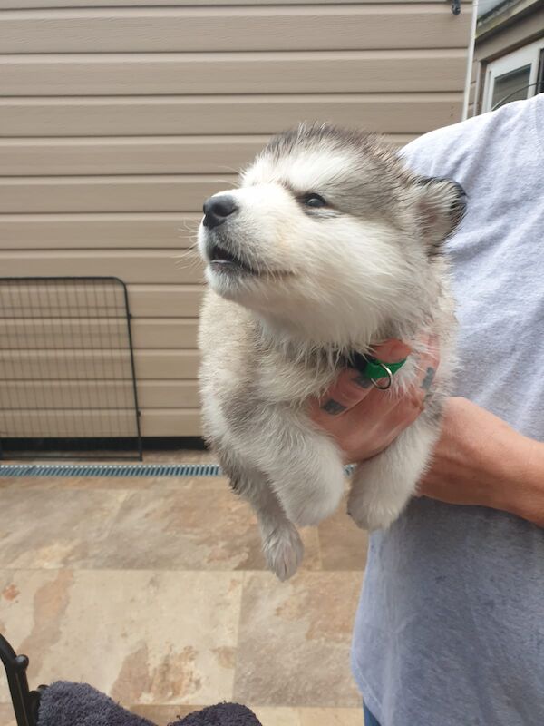 Alaskan malamute pups for sale - Image 11 of 15