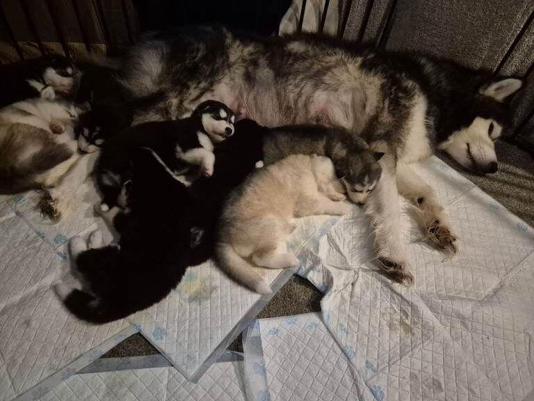 Alaskan Malamute puppies for sale in Lanark, Lanarkshire – 6 weeks old