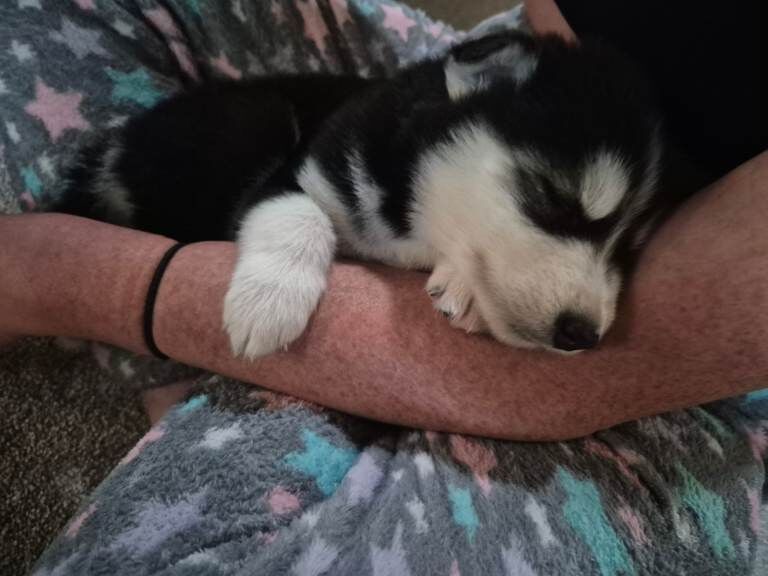 Alaskan Malamute puppies for sale in Lanark, Lanarkshire – 6 weeks old - Image 2 of 5