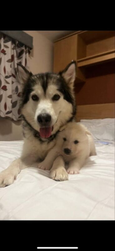 Alaskan malamute X Siberian husky puppies for sale in Southminster, Essex