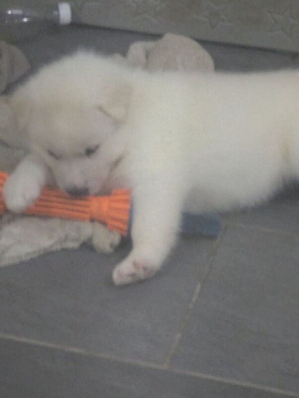 Alaskan malamute X Siberian husky puppies for sale in Southminster, Essex - Image 2