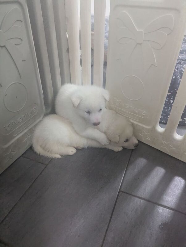 Alaskan malamute X Siberian husky puppies for sale in Southminster, Essex - Image 3