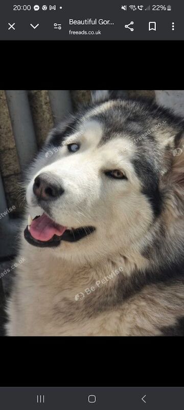 Beautiful gorgous malamute for sale in Haverfordwest / Hwlffordd, Dyfed