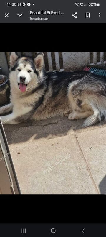 Beautiful gorgous malamute for sale in Haverfordwest / Hwlffordd, Dyfed | Image 2