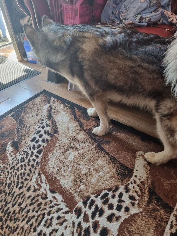 Beautiful gorgous malamute for sale in Haverfordwest / Hwlffordd, Dyfed | Image 3