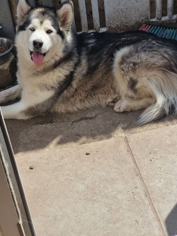 Beautiful gorgous malamute for sale in Haverfordwest / Hwlffordd, Dyfed | Image 4