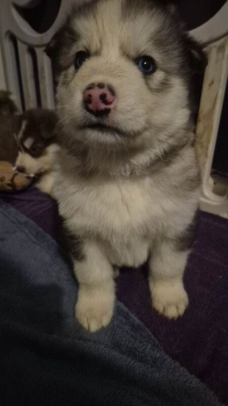 Alaskan Malamute puppies for sale in Kingston upon Hull, East Riding of Yorkshire – 6 weeks old