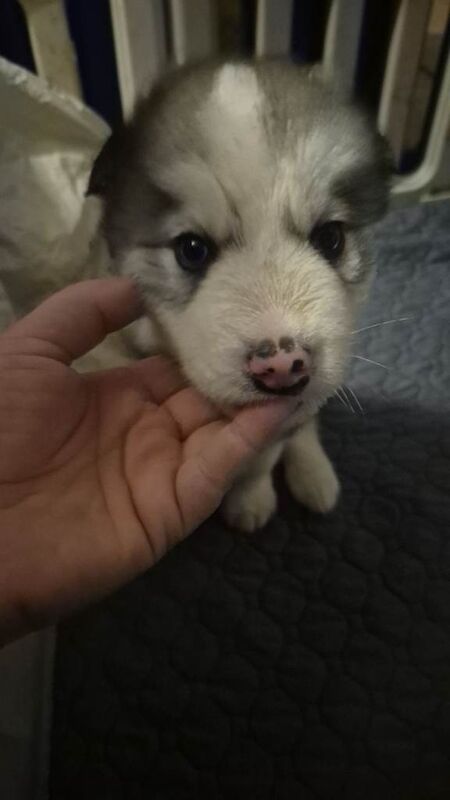 Alaskan Malamute puppies for sale in Kingston upon Hull, East Riding of Yorkshire – 6 weeks old - Image 2 of 3