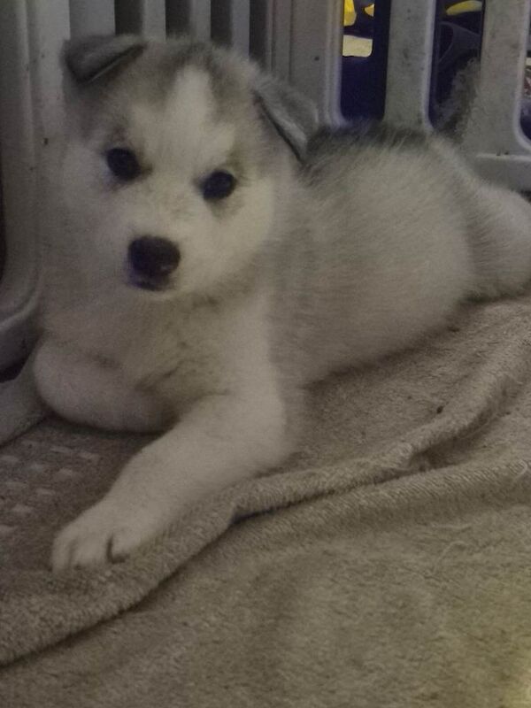Alaskan Malamute puppies for sale in Kingston upon Hull, East Riding of Yorkshire – 6 weeks old - Image 3 of 3