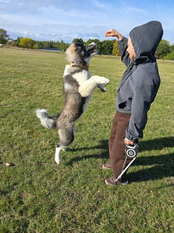 Malamute Puppies For Sale