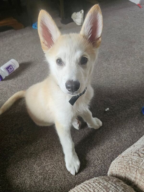 Alaskan Malamute puppies for sale in Bonnyrigg, Midlothian – KC registered, 4 months old