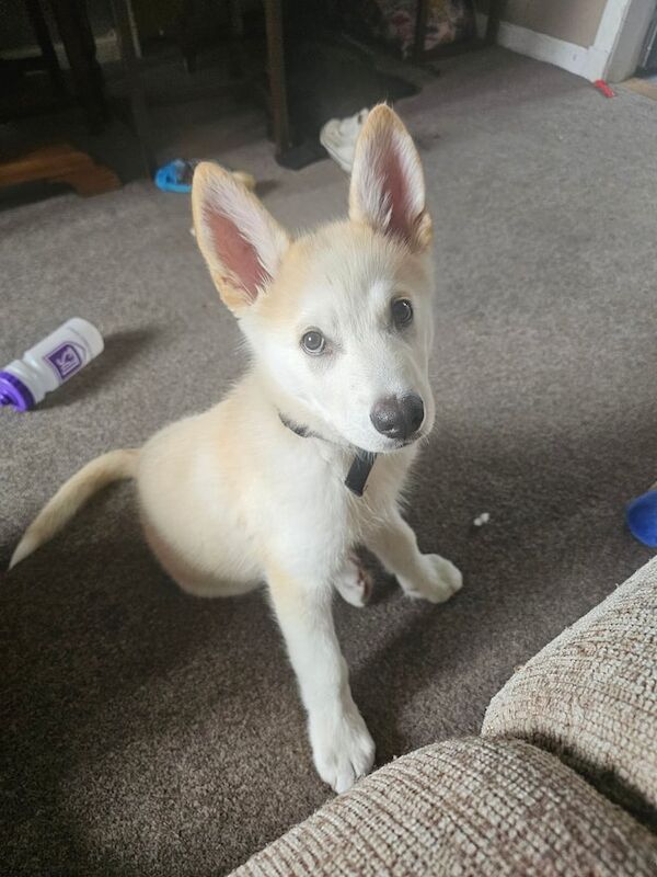 Alaskan Malamute puppies for sale in Bonnyrigg, Midlothian – KC registered, 4 months old - Image 2 of 3