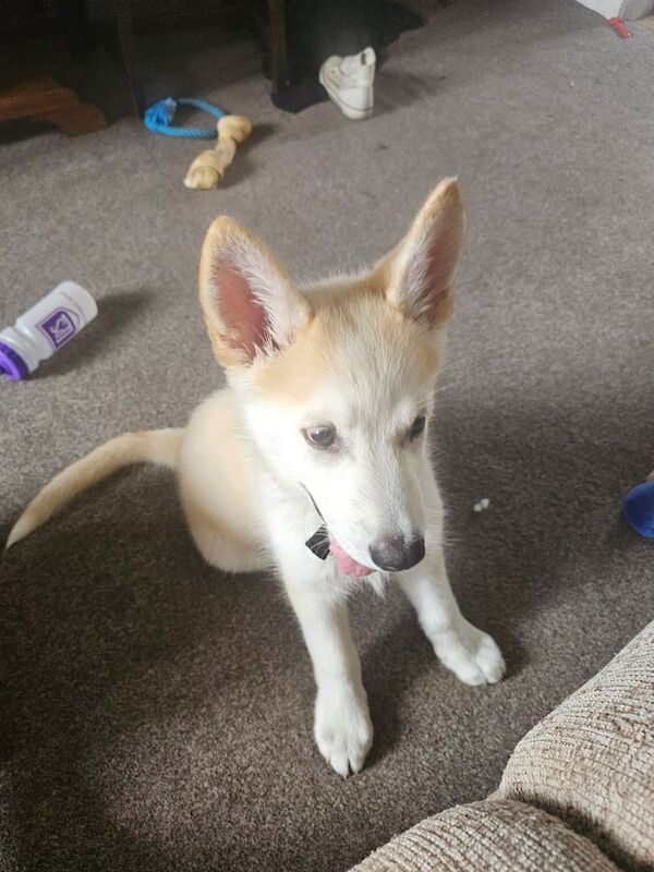 Alaskan Malamute puppies for sale in Bonnyrigg, Midlothian – KC registered, 4 months old - Image 3 of 3