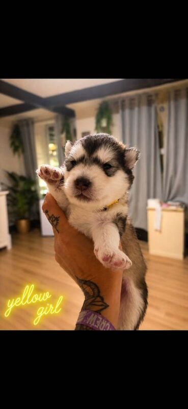 Exceptional Alaskan Malamute Puppies