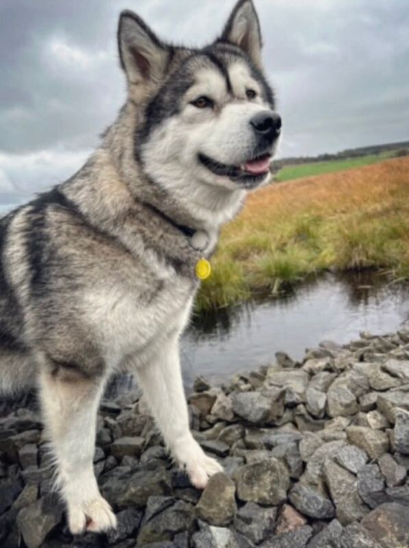Alaskan Malamute Puppies For Sale Under £1,000