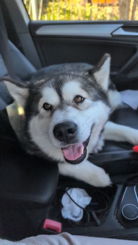 Female KC Reg Alaskan Malamute For Sale - Image 2 of 6