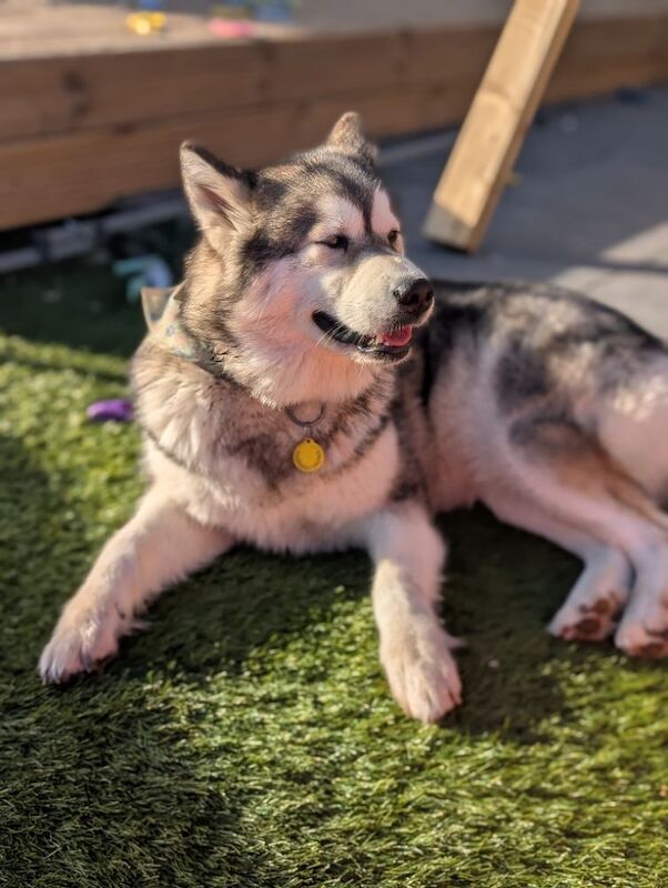 Female KC Reg Alaskan Malamute For Sale - Image 3 of 6