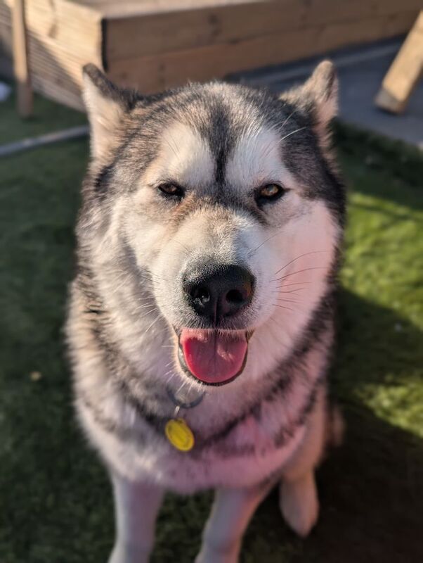 Female KC Reg Alaskan Malamute For Sale - Image 4 of 6