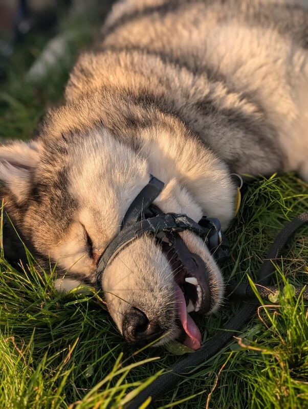 Female KC Reg Alaskan Malamute For Sale - Image 5 of 6