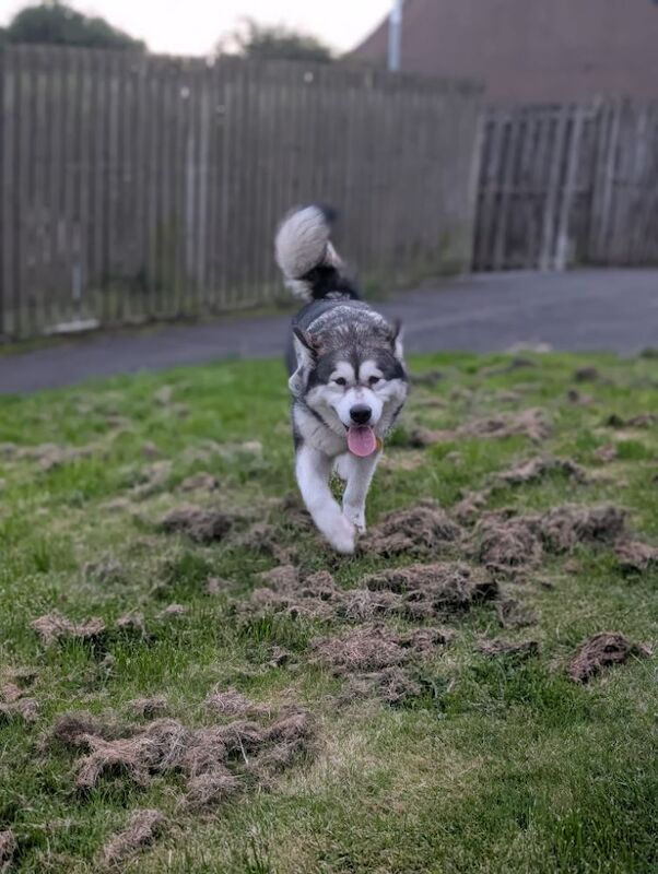 Female KC Reg Alaskan Malamute For Sale - Image 6 of 6