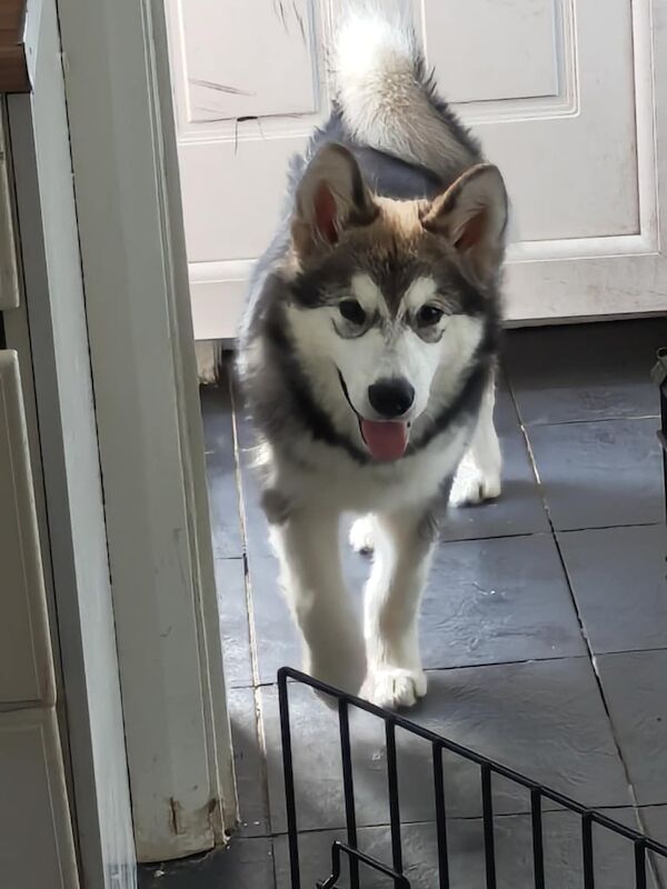 Alaskan Malamute puppies for sale in Pelton, Durham – 6 months old