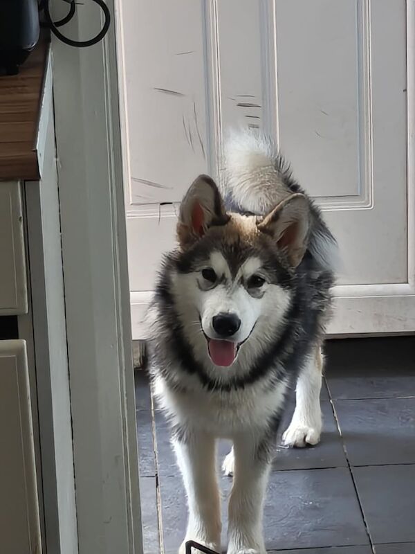Alaskan Malamute puppies for sale in Pelton, Durham – 6 months old - Image 2 of 3