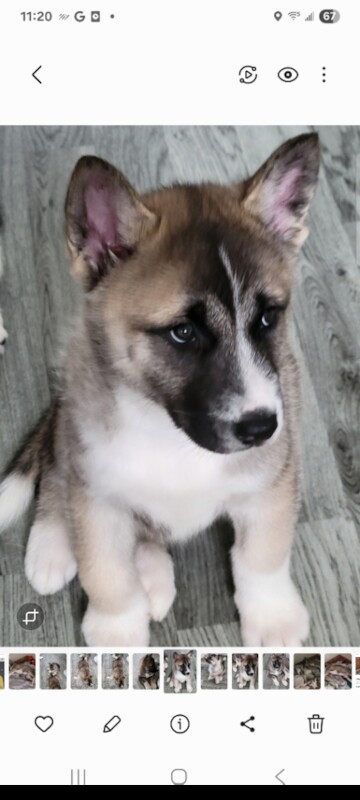 Malamute Puppies For Sale