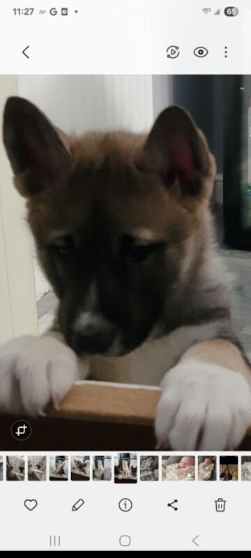 Huskita. Husky x akita - Image 2 of 3