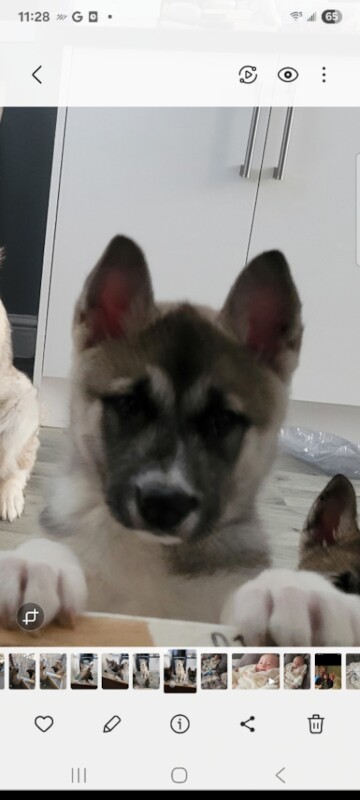 Huskita. Husky x akita - Image 3 of 3