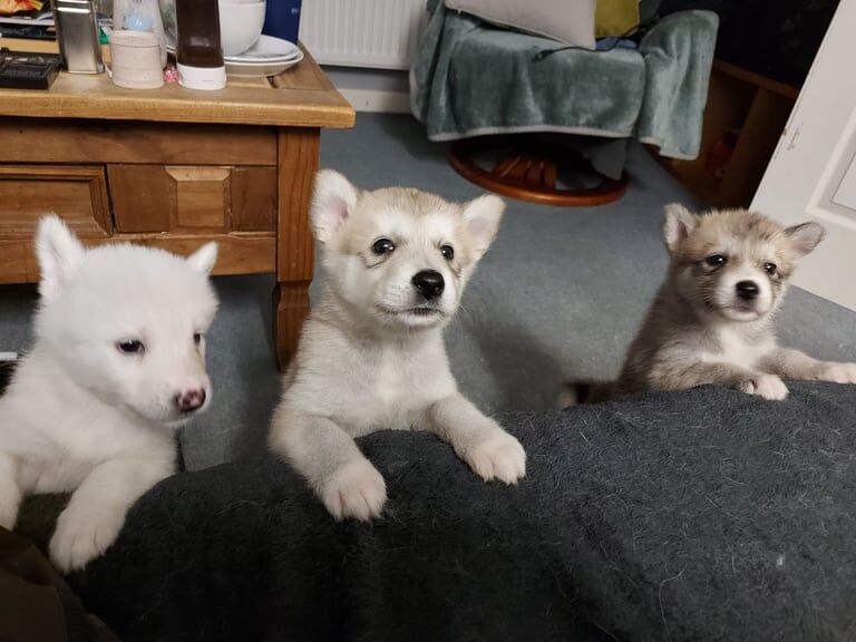 Alaskan Malamute puppies for sale in Royal Leamington Spa, Warwickshire – 7 weeks old