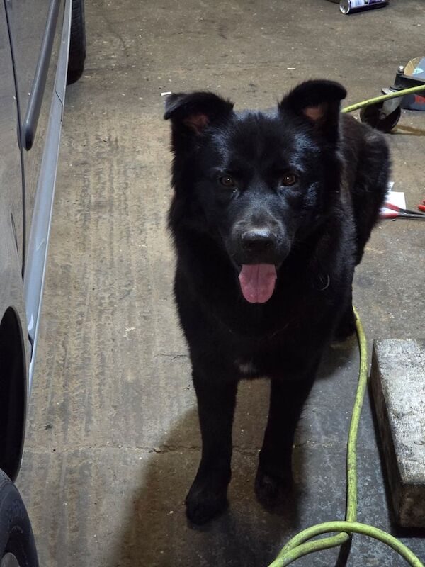 Alaskan Malamute Puppies For Sale Under £1,000