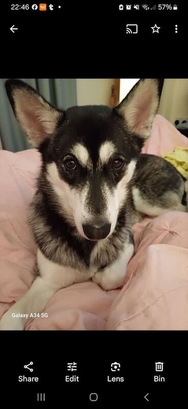 Malamute Puppies For Sale