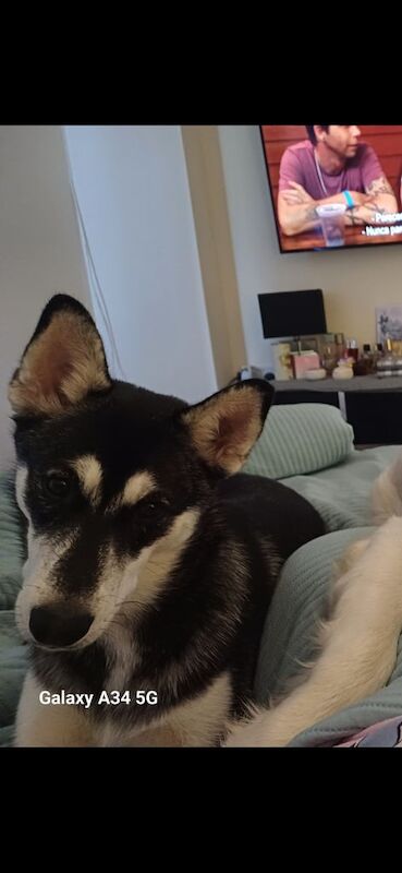 Alaskan Malamute puppies for sale in Wadebridge, Cornwall – 11 months old - Image 2 of 3