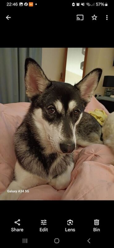 Alaskan Malamute puppies for sale in Wadebridge, Cornwall – 11 months old - Image 3 of 3