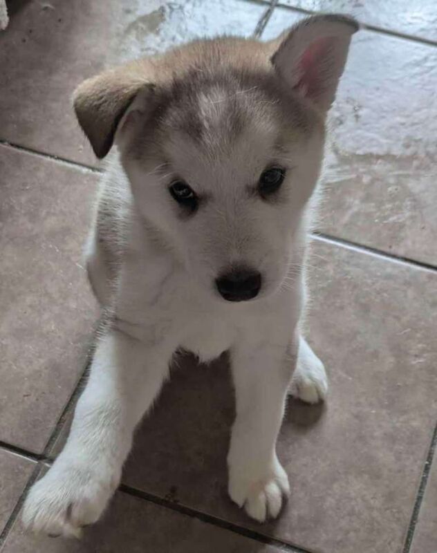 Alaskan Malamute puppies for sale in Fowey, Cornwall – 11 weeks old