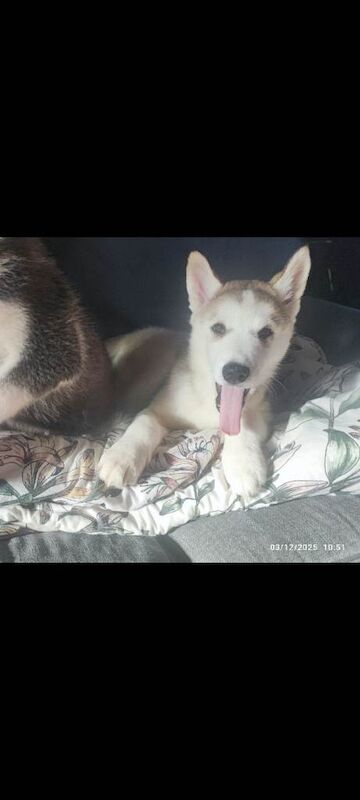 Alaskan Malamute puppies for sale in Fowey, Cornwall – 11 weeks old - Image 2 of 4