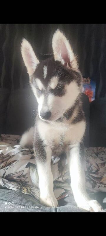 Alaskan Malamute puppies for sale in Fowey, Cornwall – 11 weeks old - Image 3 of 4