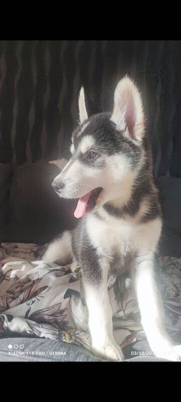 Alaskan Malamute puppies for sale in Fowey, Cornwall – 11 weeks old - Image 4 of 4